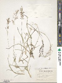 Eragrostis zeylanica image