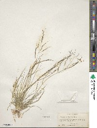 Eragrostis lugens image