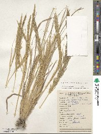 Eragrostis japonica image