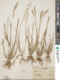 Eragrostis rufescens image