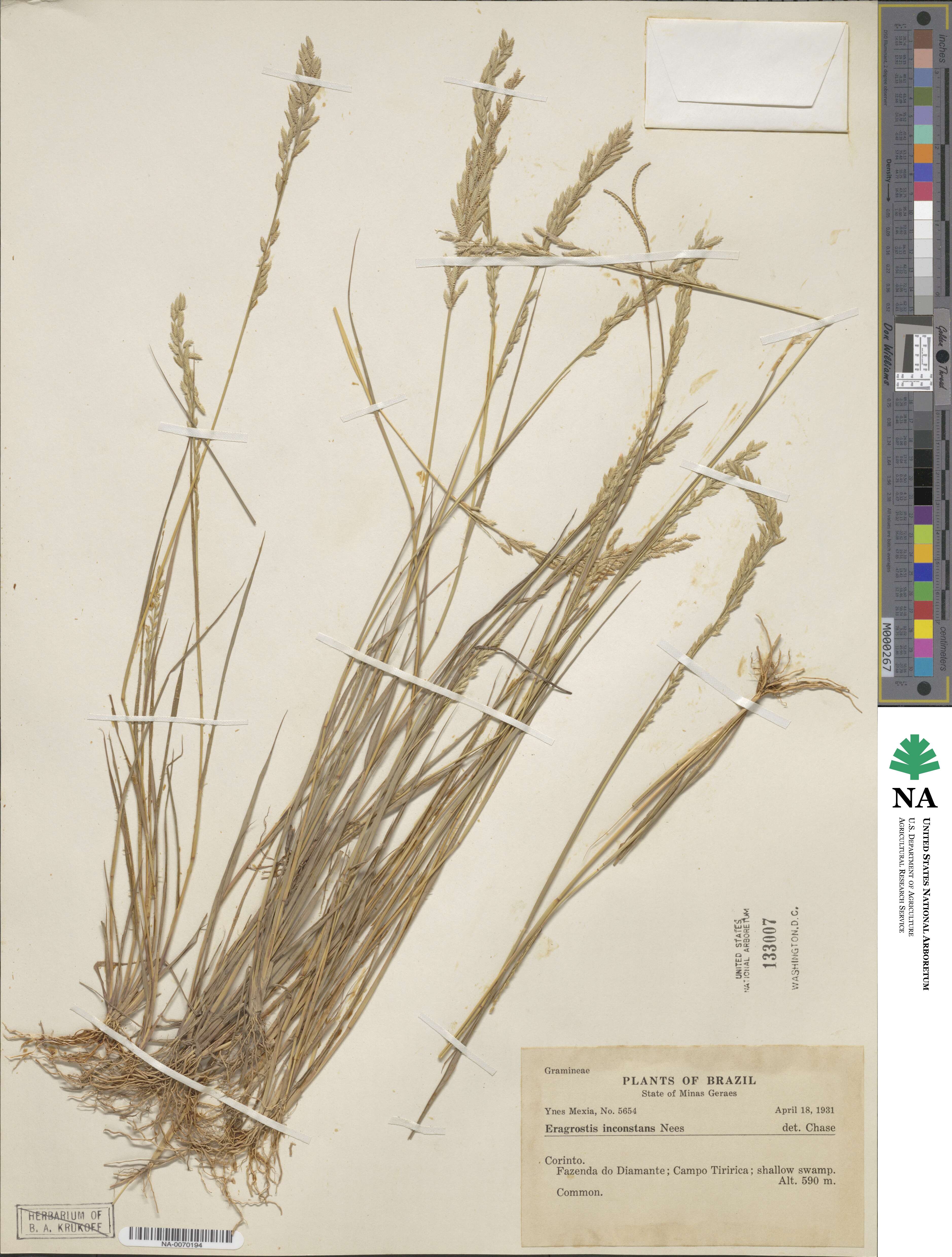 Eragrostis rufescens image