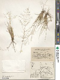 Eragrostis lugens image