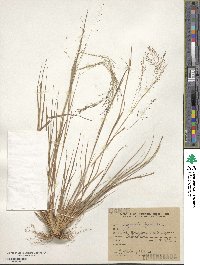 Eragrostis lugens image