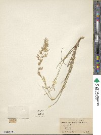 Eragrostis maypurensis image