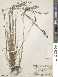 Eragrostis maypurensis image