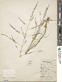 Eragrostis pastoensis image