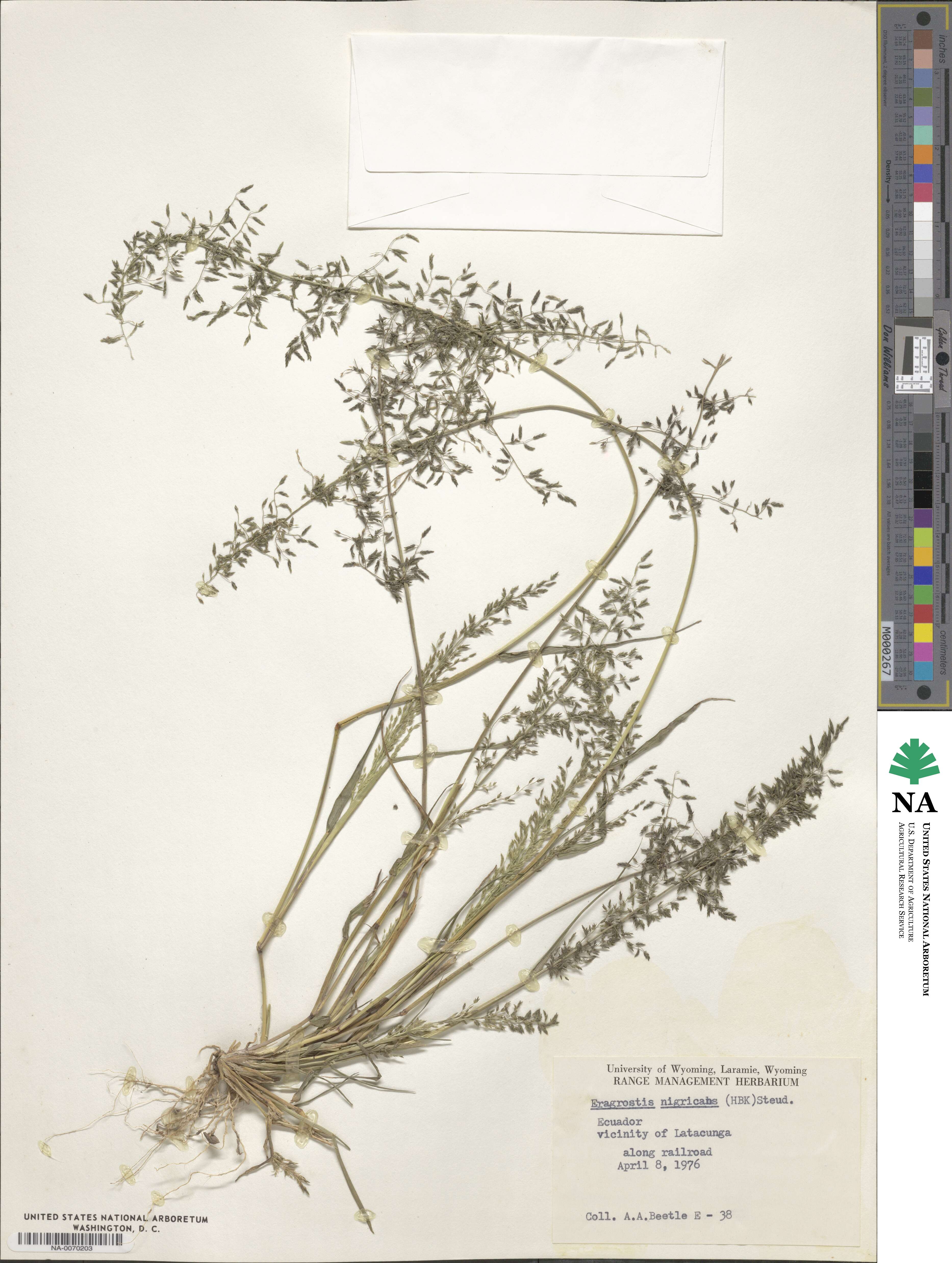 Eragrostis nigricans image