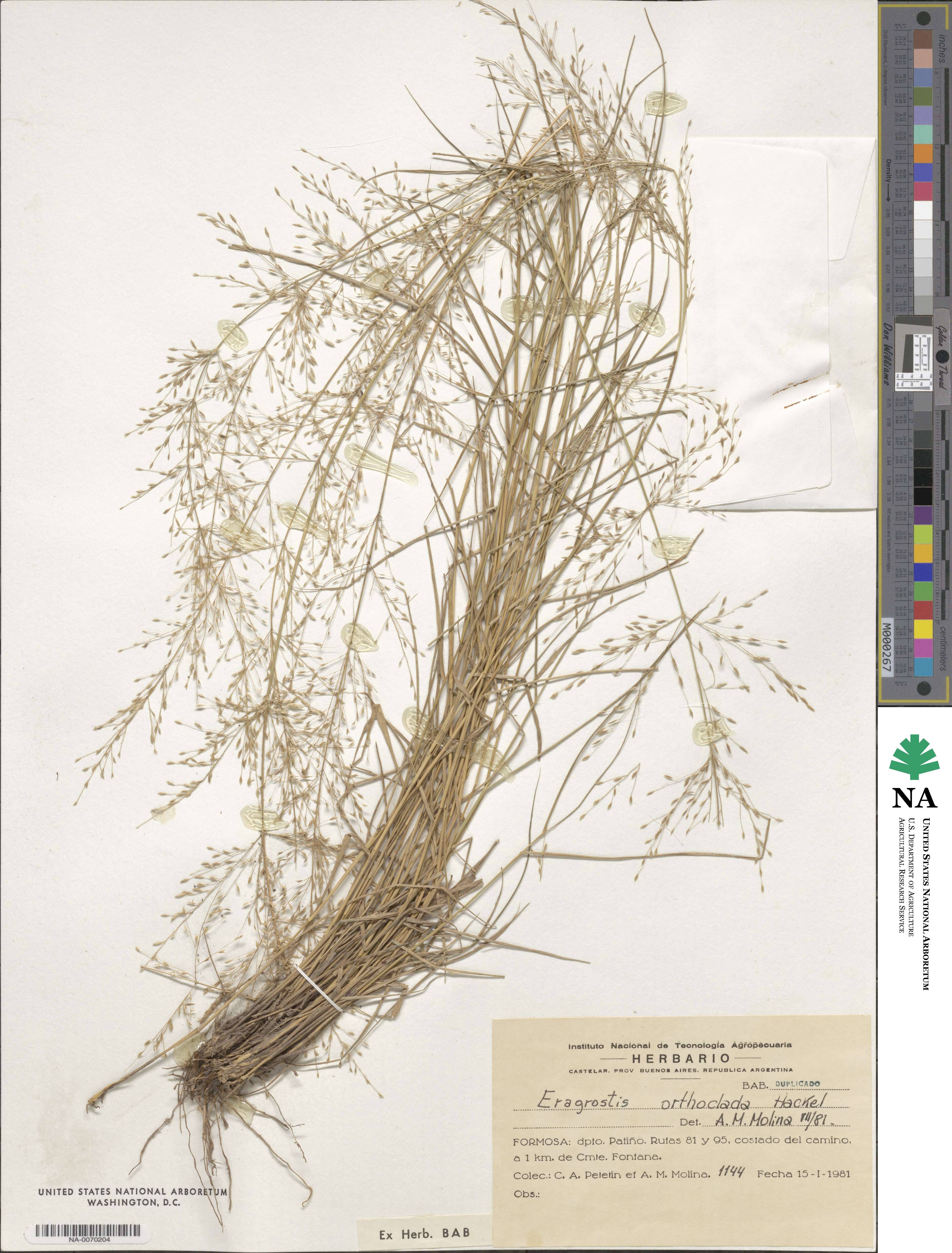 Eragrostis orthoclada image