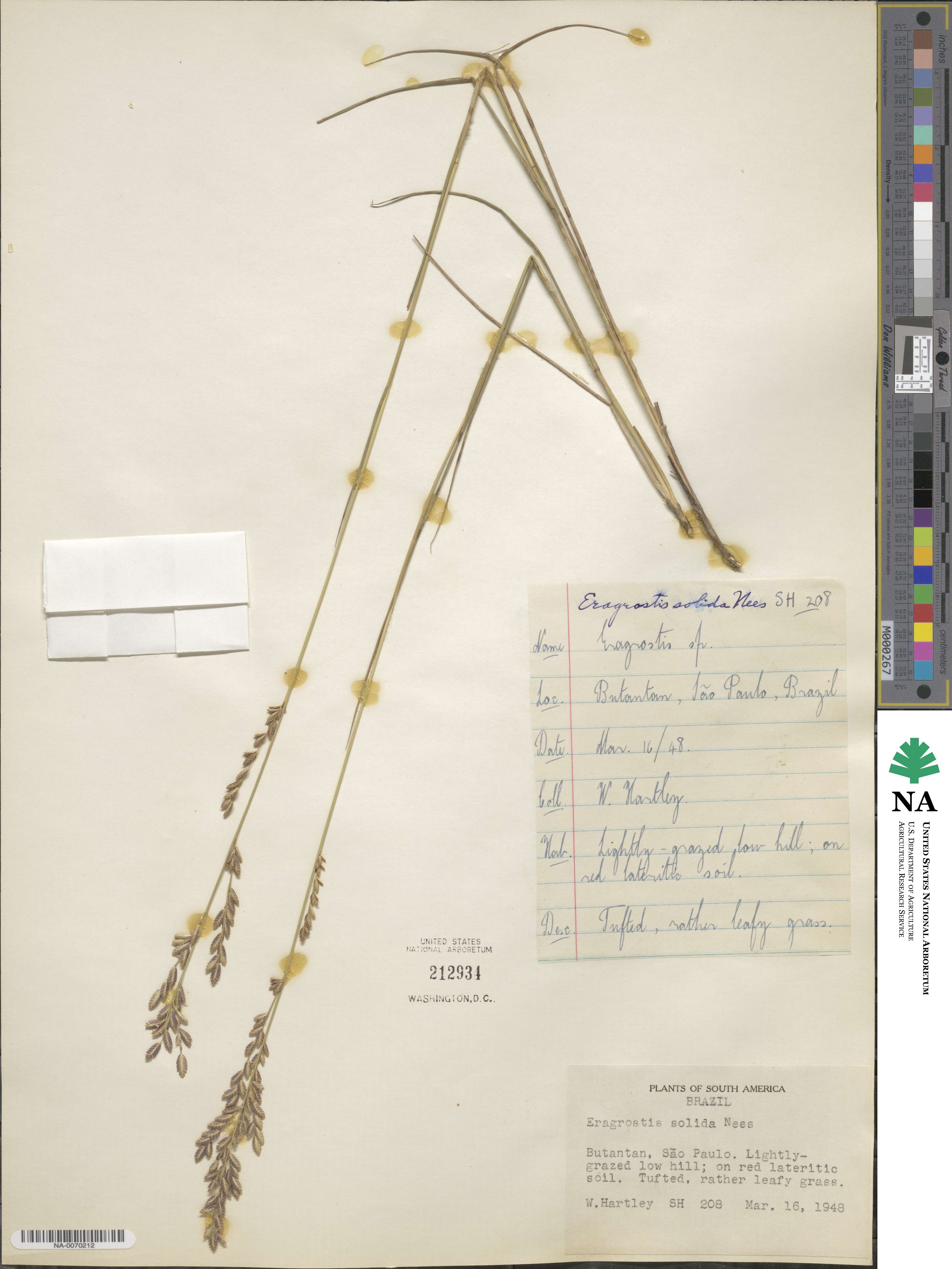 Eragrostis solida image