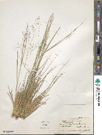 Eragrostis trichocolea image