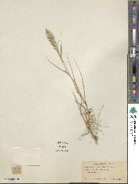 Eragrostis viscosa image