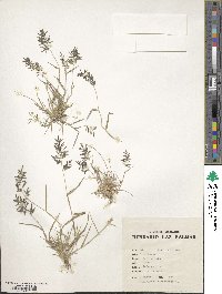 Image of Eragrostis barrelieri