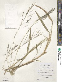 Image of Eragrostis capensis