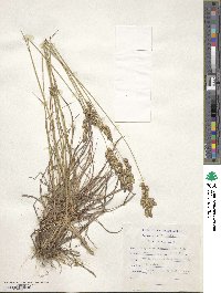 Eragrostis capensis image