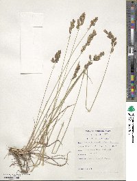 Eragrostis capensis image