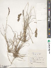 Eragrostis capensis image