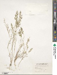 Eragrostis cilianensis image