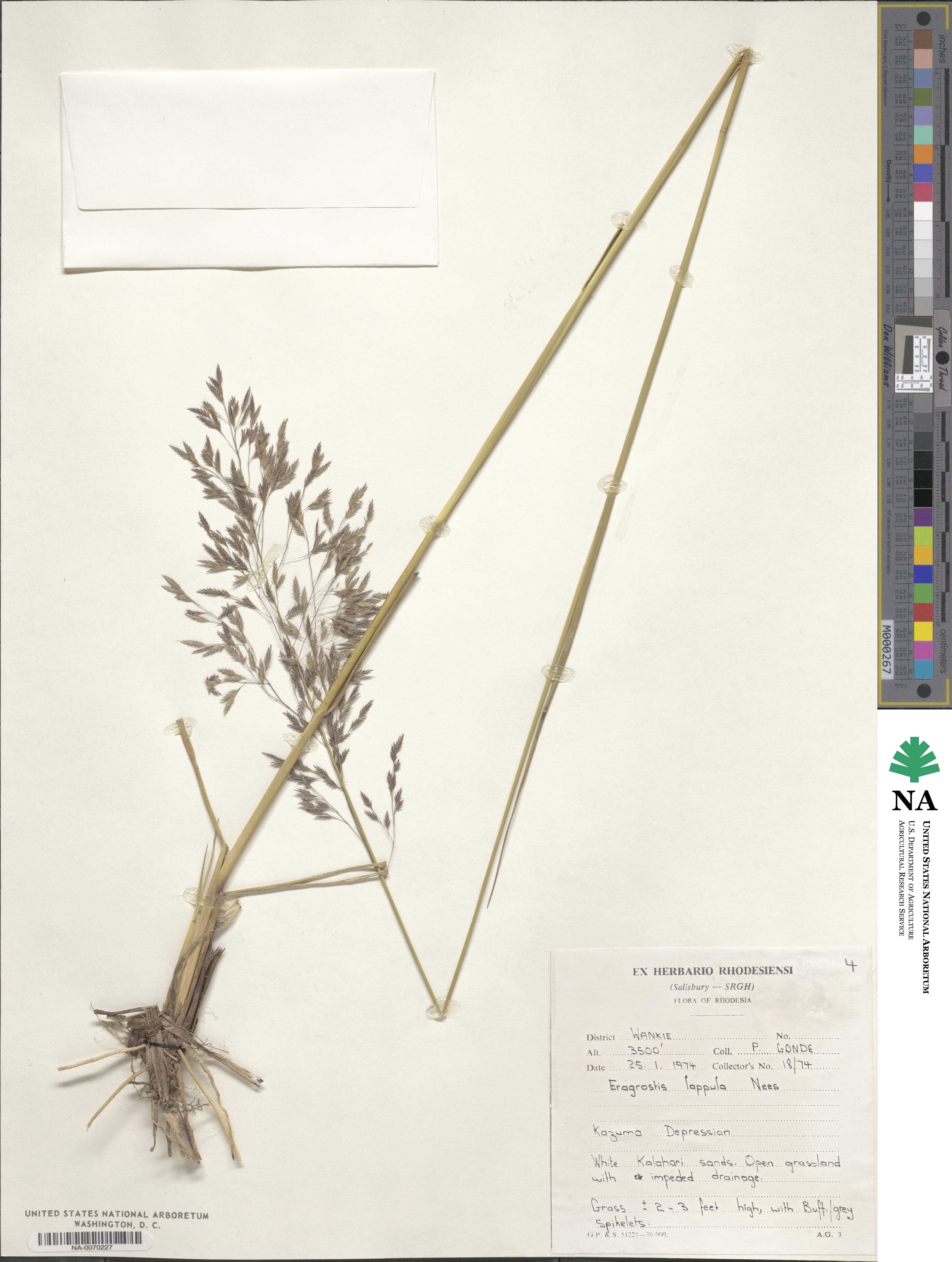 Eragrostis lappula image