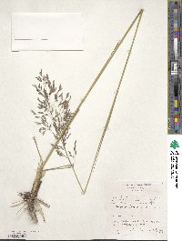 Image of Eragrostis lappula