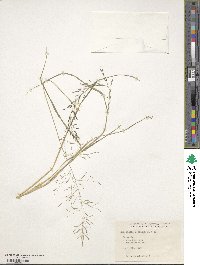 Eragrostis lehmanniana image