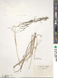 Eragrostis lehmanniana image