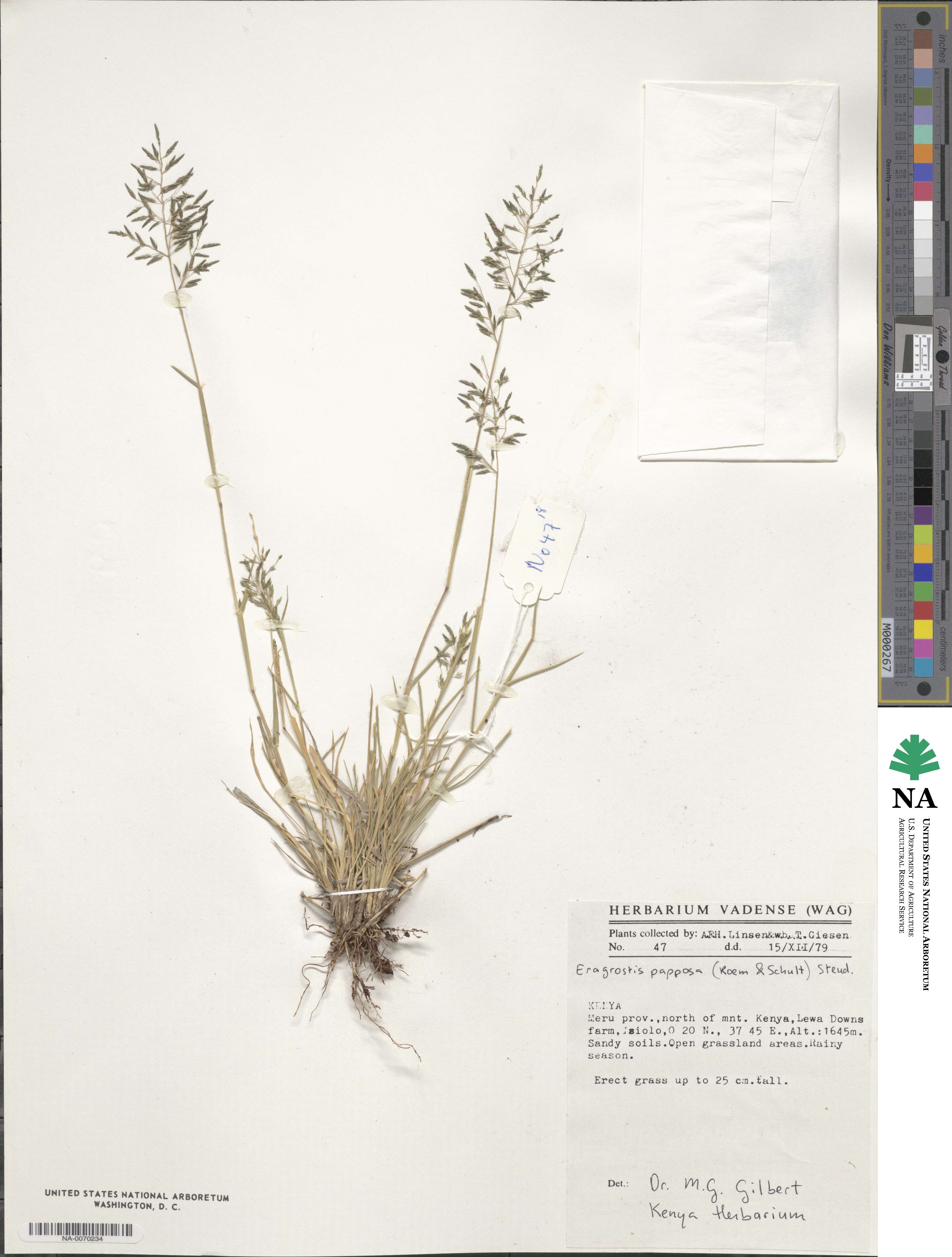 Eragrostis papposa image
