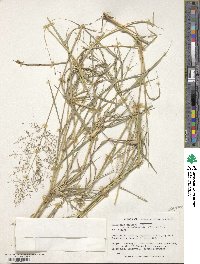 Eragrostis cylindriflora image