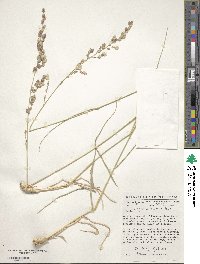 Eragrostis superba image