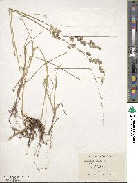 Eragrostis superba image