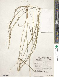 Eragrostis tef image