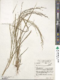 Eragrostis tef image