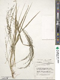 Eragrostis tef image