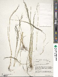 Eragrostis tef image