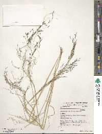 Eragrostis tef image