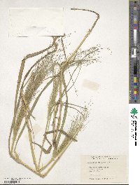 Eragrostis tef image