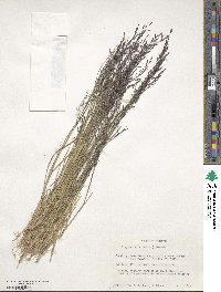 Eragrostis tef image