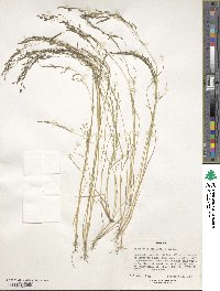 Eragrostis tef image