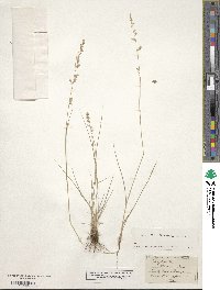 Eragrostis brownii image