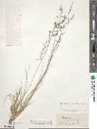 Eragrostis brownii image