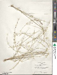 Eragrostis brownii image