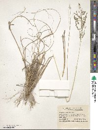 Eragrostis curvula image