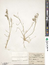 Image of Eragrostis dielsii