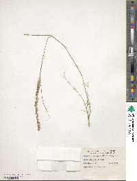 Eragrostis elongata image