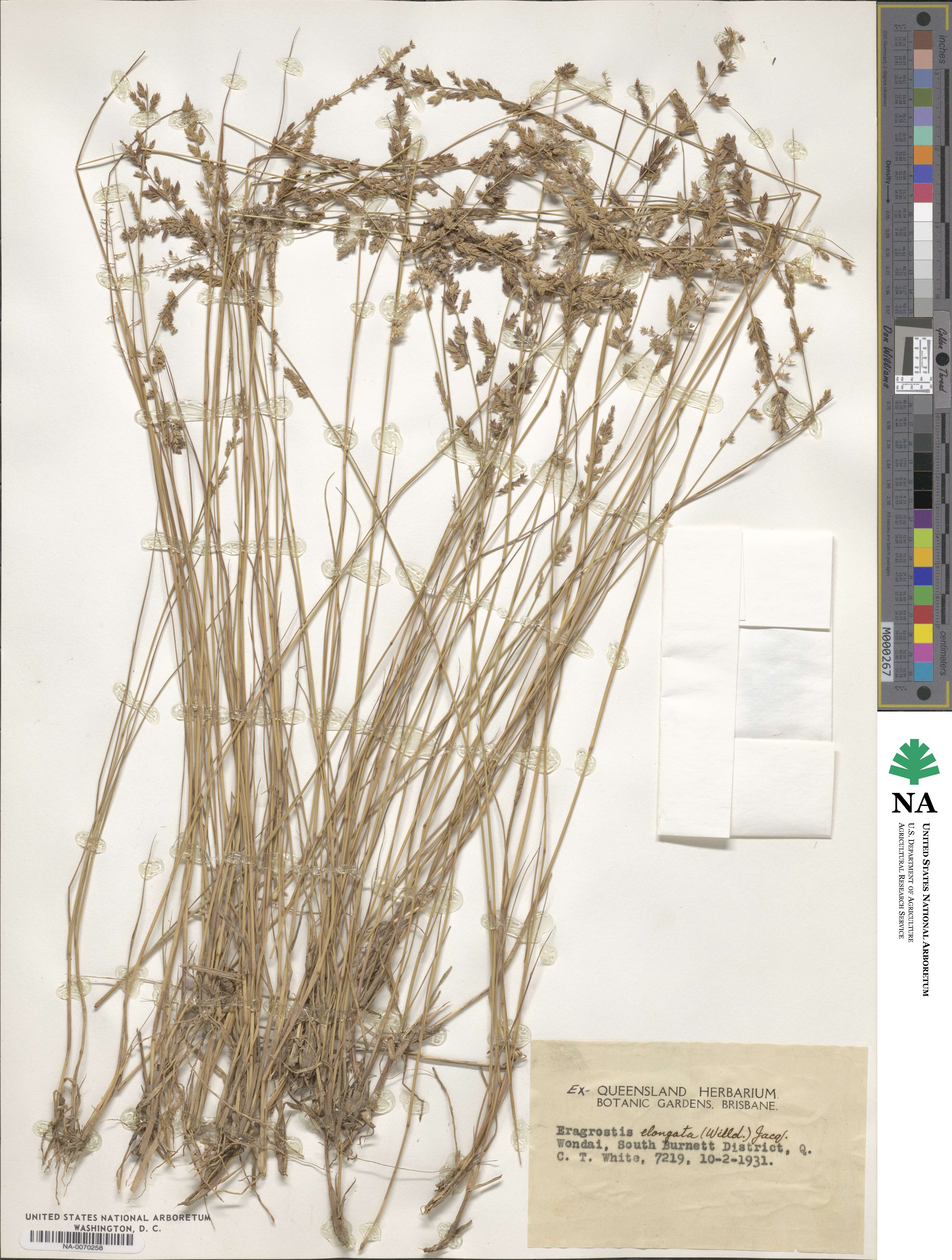 Eragrostis elongata image