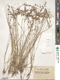 Eragrostis elongata image