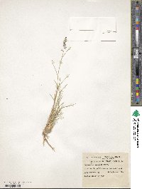 Eragrostis eriopoda image