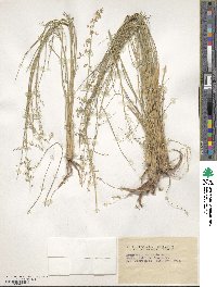 Eragrostis eriopoda image