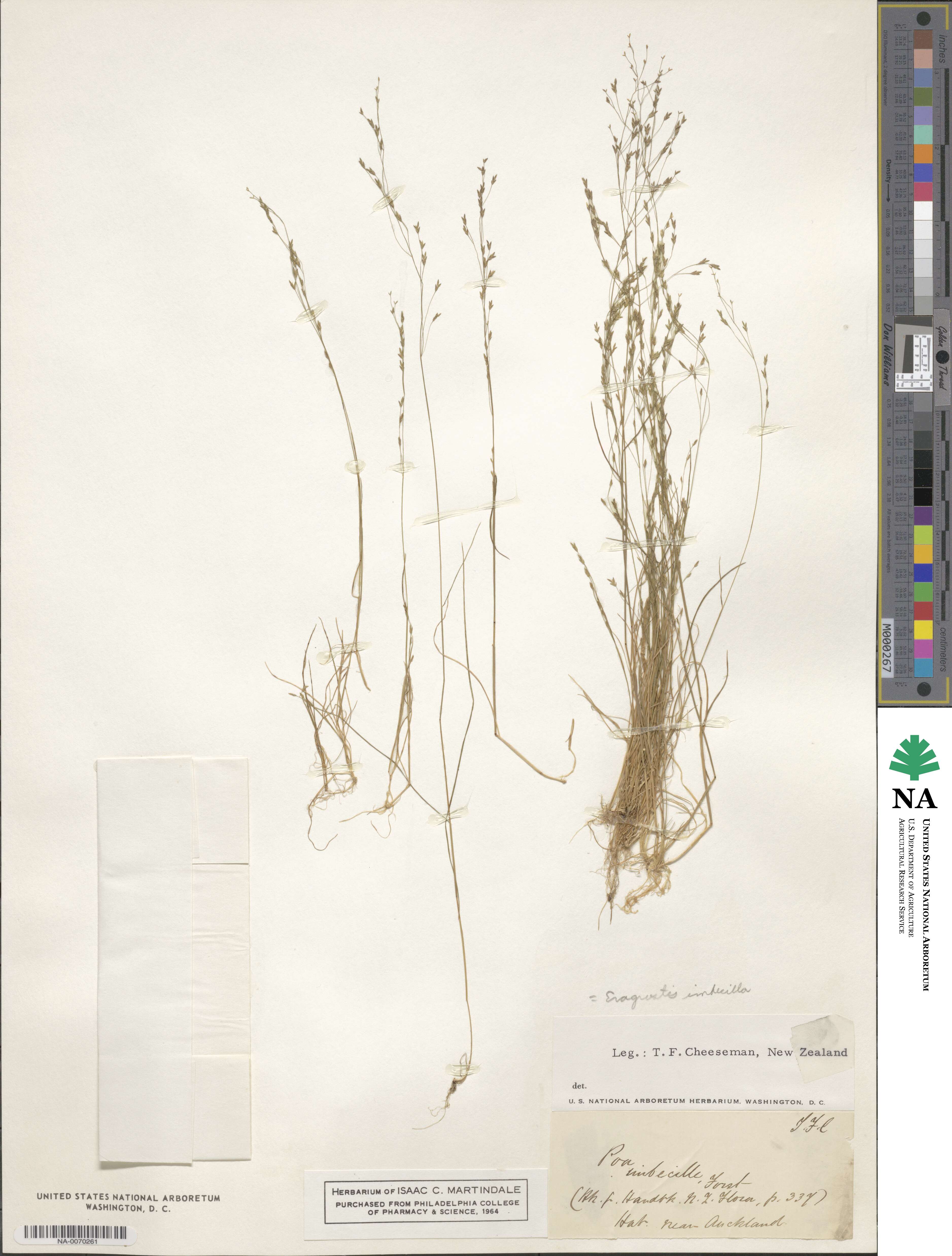 Leptochloa asthenes image