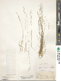 Image of Leptochloa asthenes