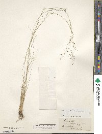 Eragrostis nigra image